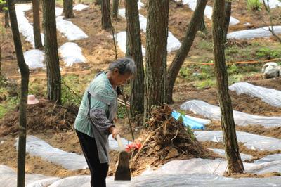 毛云乡:红托竹荪基地开工忙